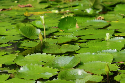 Image of Nymphaea rudgeana by (c) Carlos Alexandre Mattos Raposo, some rights reserved (CC BY-SA)