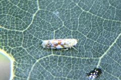 Typhlocyba quercus