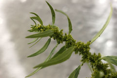 Rumex maritimus