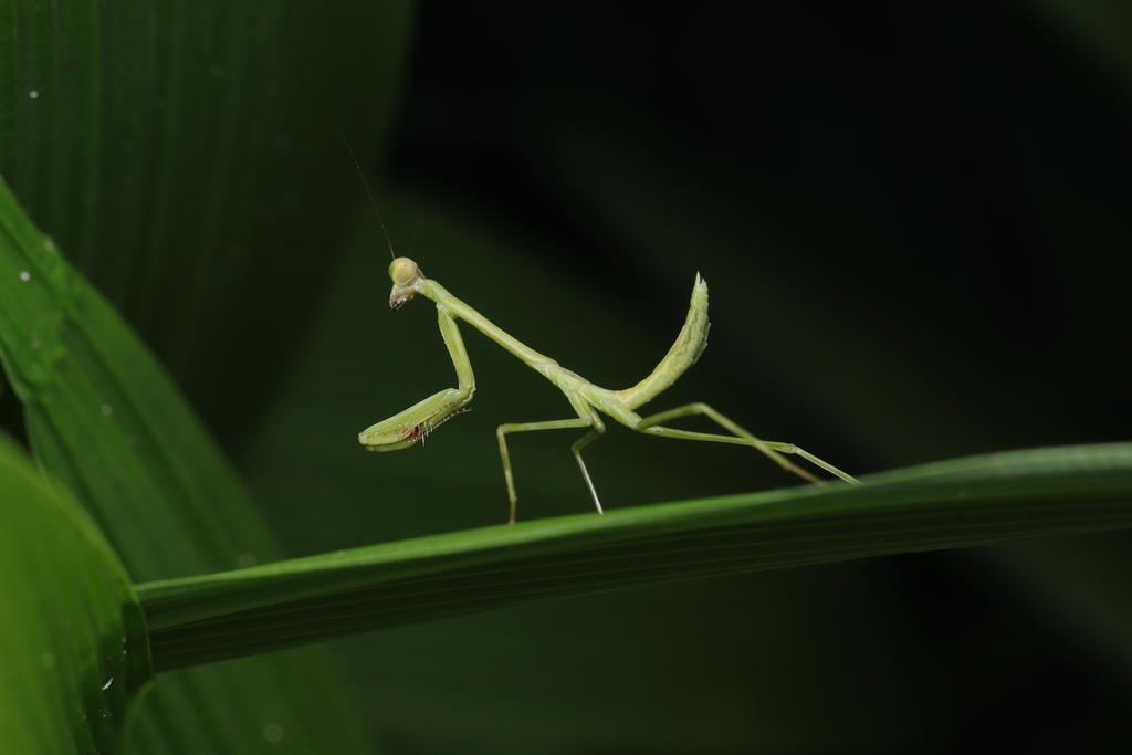 Stagmatoptera binotata
