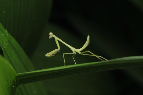 Stagmatoptera binotata