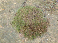 Schoenus breviculmis