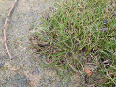 Schoenus breviculmis