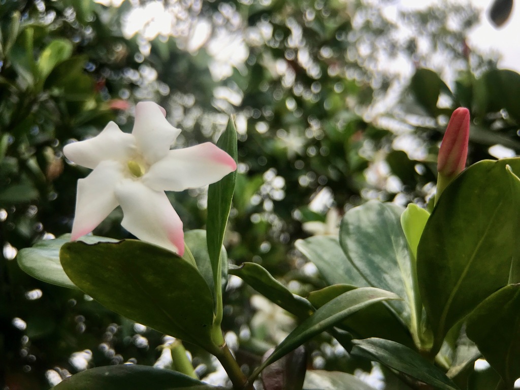 Cosmibuena valerii
