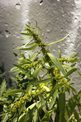 Rumex maritimus