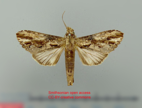 Nycterotis densissima