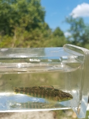 Etheostoma zonale