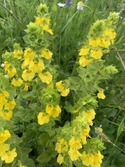 Rhynchocorys elephas