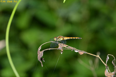 Sympetrum darwinianum