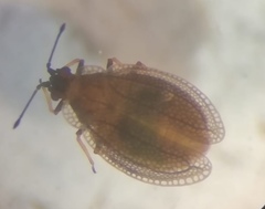 Acalypta nigrina