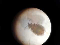 Acalypta nigrina