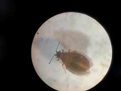 Acalypta nigrina