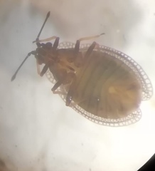 Acalypta nigrina
