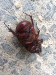 Oryctes nasicornis corniculatus