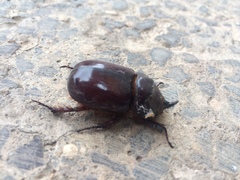 Oryctes nasicornis corniculatus