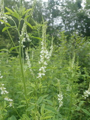 Melilotus albus image