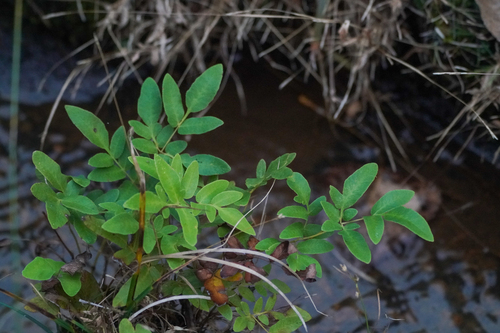 Image of Osmunda japonica by (c) WATANABE Hitoshi 渡辺仁, some rights reserved (CC BY)