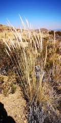 Festuca chrysophylla