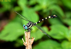 Lamelligomphus ringens