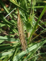 Carex paleacea