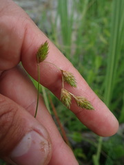 Carex hormathodes