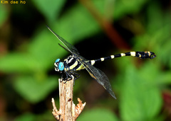 Lamelligomphus ringens