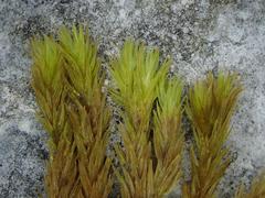 Grimmia ramondii