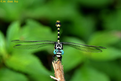 Lamelligomphus ringens