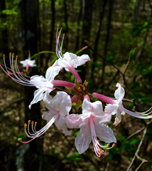 Rhododendron prinophyllum