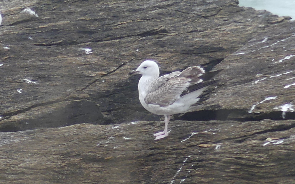 Caspian Gull