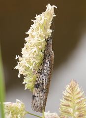 Archichauliodes guttiferus