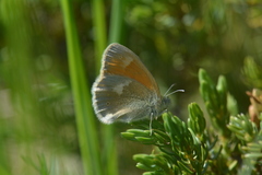 Coenonympha rhodopensis