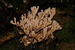 Ramaria fennica