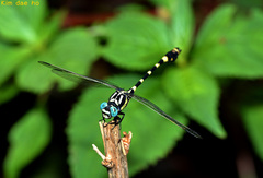 Lamelligomphus ringens