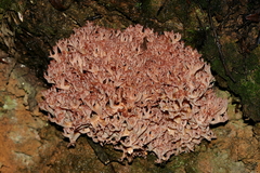 Ramaria botrytoides