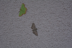 Eucrostes indigenata