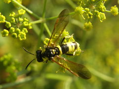 Tenthredo marginella