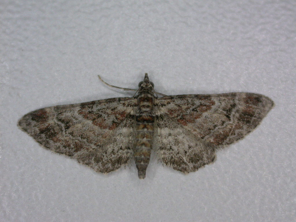 Gymnoscelis