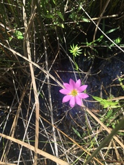 Sabatia dodecandra