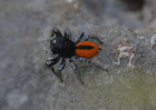 Vatreni skočac (Philaeus chrysops)