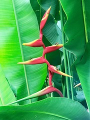 Heliconia × rauliniana
