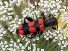 Trichodes crabroniformis