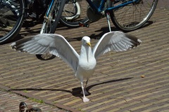 Larus argentatus
