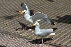 Larus argentatus