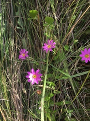 Sabatia dodecandra