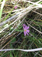 Sabatia dodecandra