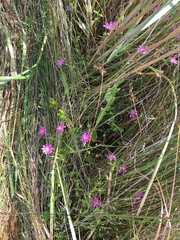 Sabatia dodecandra