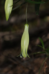 Billardiera macrantha