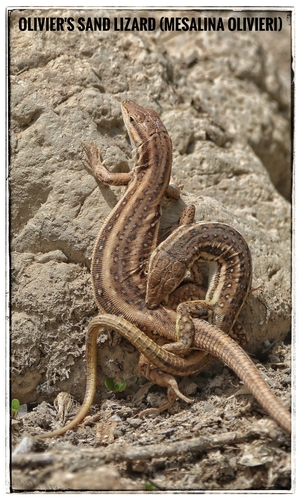 Olivier's Sand Lizard