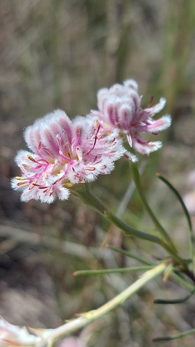 Needleleaf Spiderhead (Serruria linearis)